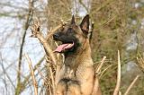 MALINOIS 1124